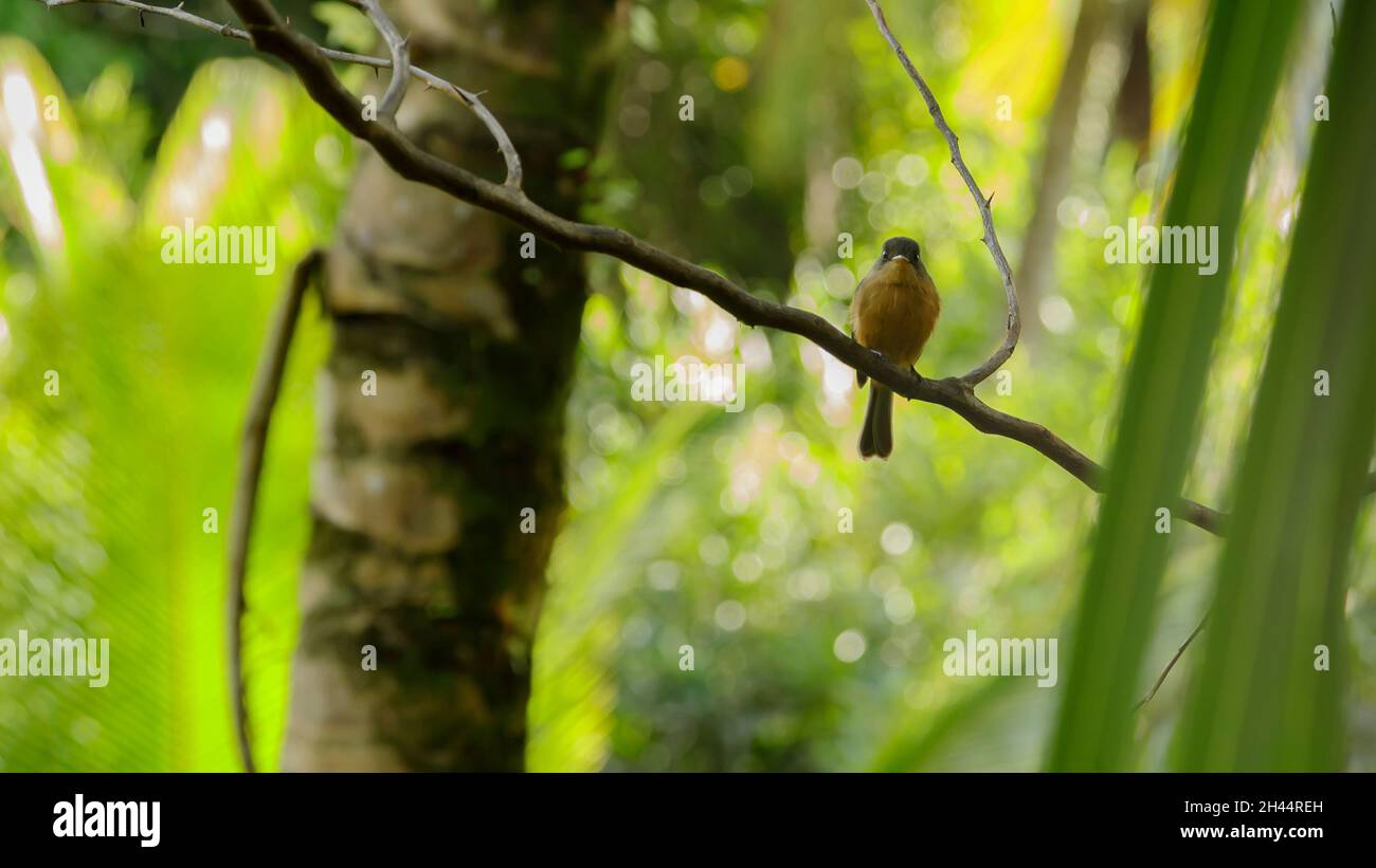 Saint Lucia peewee perched on the branch of a tree, front view Stock Photo