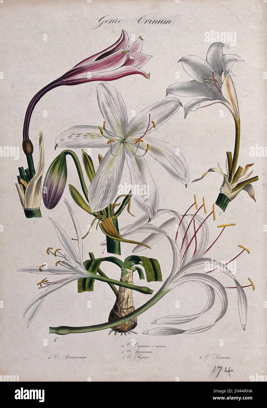 Five different Cape lily plants (Crinum species): flowering stems. Coloured lithograph. Stock Photo