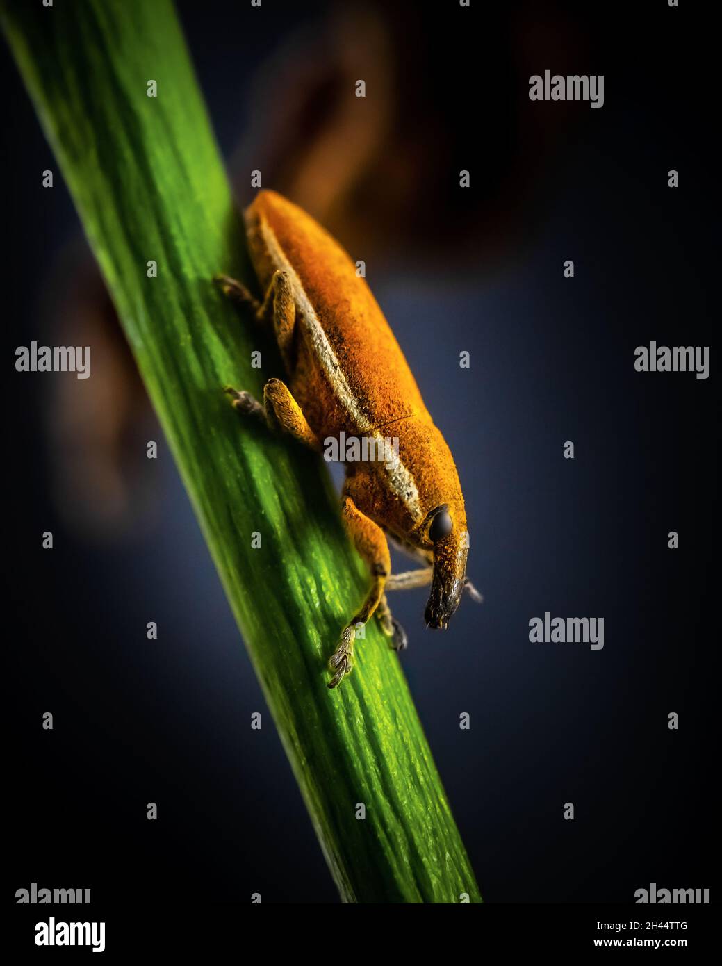 Vertical Insects A vertical shot of an insect on a green stem Stock Photo - Alamy