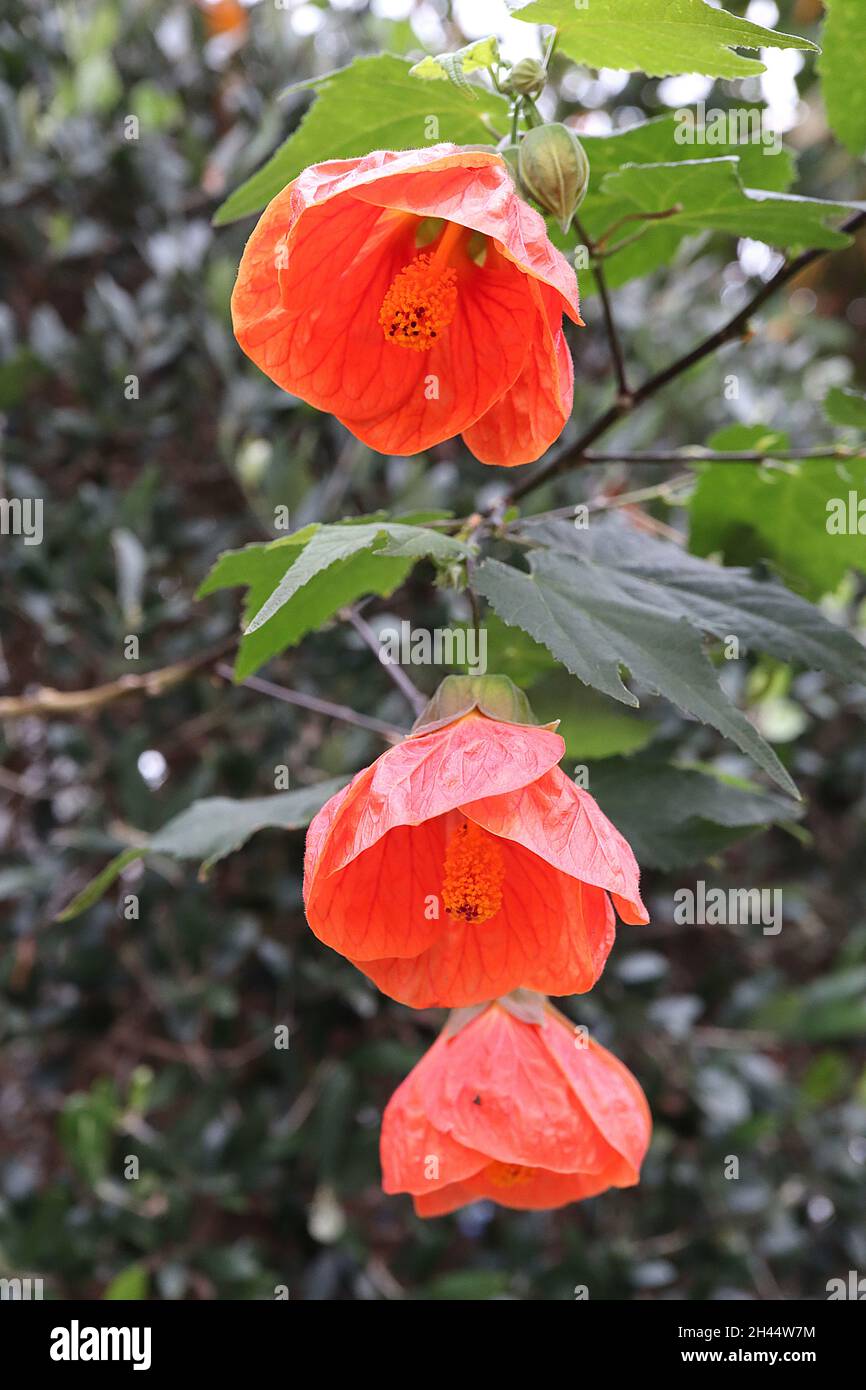 Abutilon ‘Giant Orange’ Chinese lantern Giant Orange – deep orange large bell-shaped flowers with red veins, maple-like leaves,  October, England, UK Stock Photo