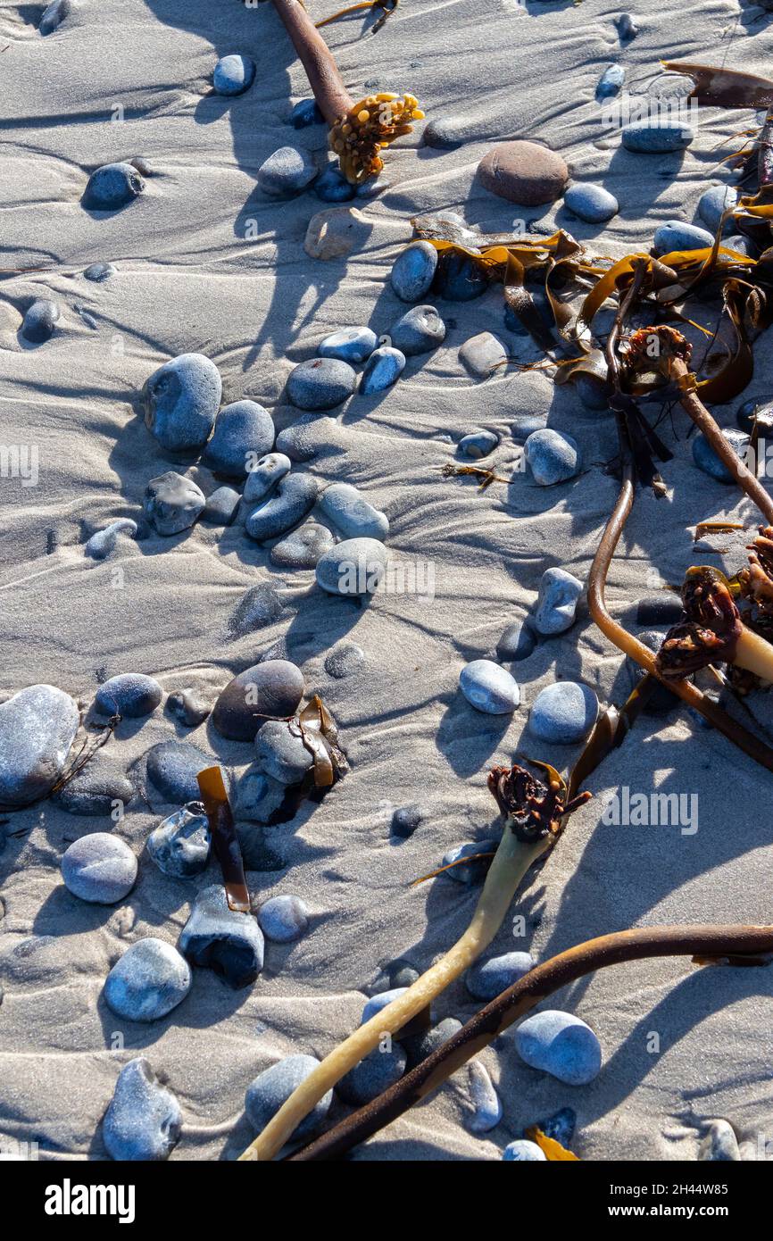 Steine und Palmentang (Laminaria hyperborea) am Strand, Düne, Insel Helgoland, Schleswig-Holstein, Deutschland | Pebbles and tangle (Laminaria hyperbo Stock Photo