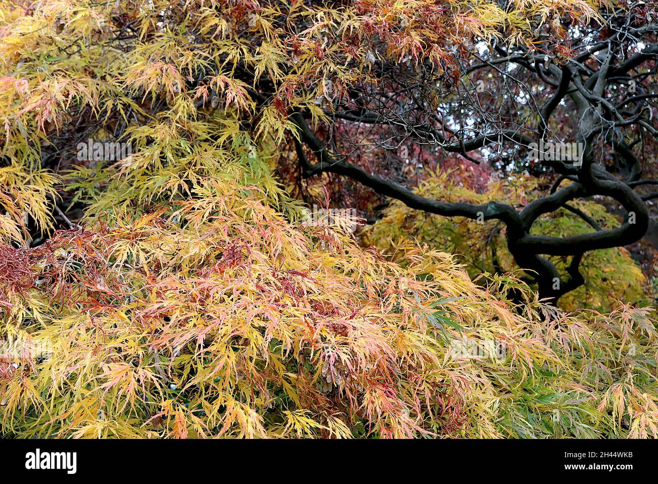 Acer palmatum dissectum ‘Atropurpureum’ Japanese cutleaf maple Atropurpureum – yellow, orange, red, green and burgundy lacelike leaves,  October, UK Stock Photo