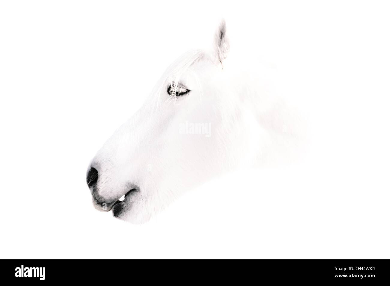 White horse head Stock Photo