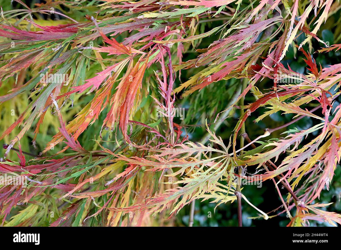 Acer palmatum dissectum ‘Atropurpureum’ Japanese cutleaf maple Atropurpureum – yellow, orange, red, green and burgundy lacelike leaves,  October, UK Stock Photo
