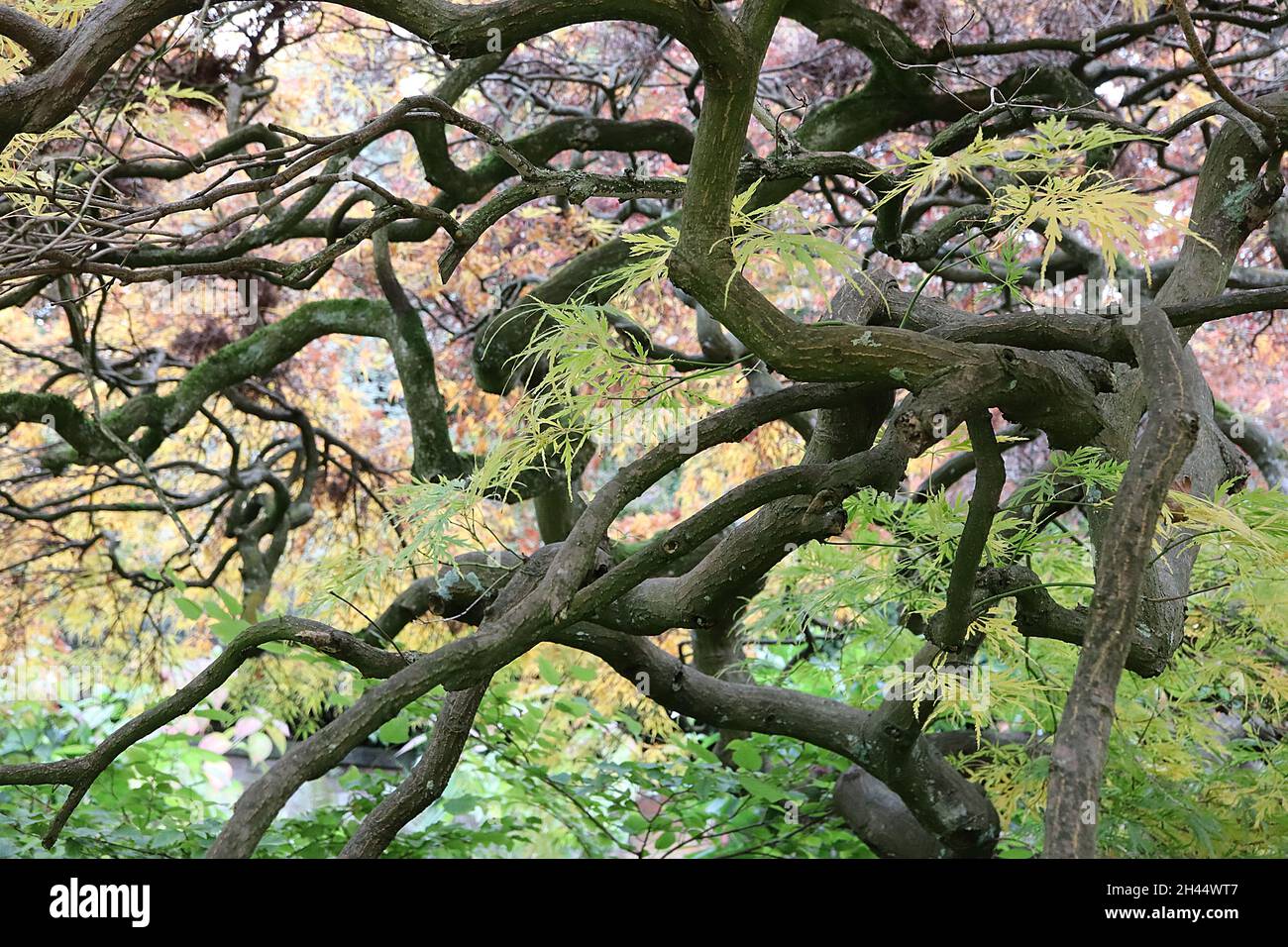 Acer palmatum dissectum ‘Atropurpureum’ Japanese cutleaf maple Atropurpureum – yellow, orange, red, green and burgundy lacelike leaves, twisting trunk Stock Photo