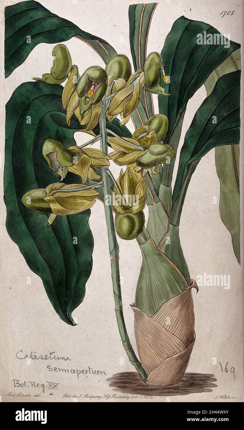 A tropical orchid (Catasetum purum): flowering plant. Coloured engraving by S. Watts, c. 1834, after S. Drake. Stock Photo