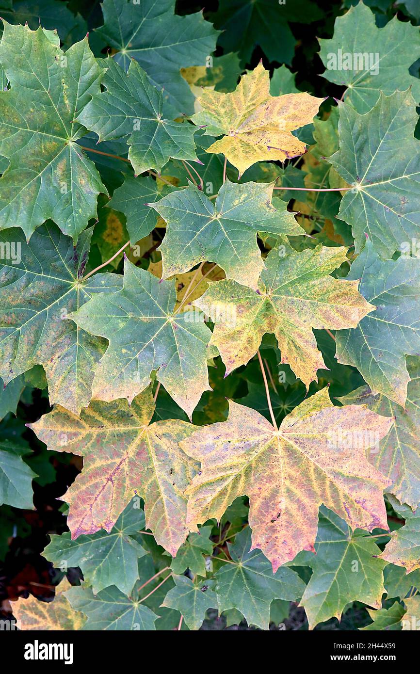 Acer pseudoplatanus sycamore – yellow and mid green pointed lobed leaves,  October, England, UK Stock Photo