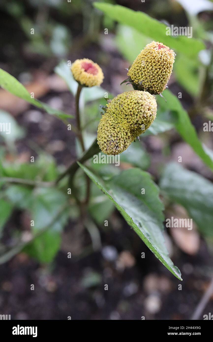Acmella oleracea Para cress – conical apetalous flowers with densely packed yellow stamens and red tops, dark green glossy leaves,  October, England, Stock Photo