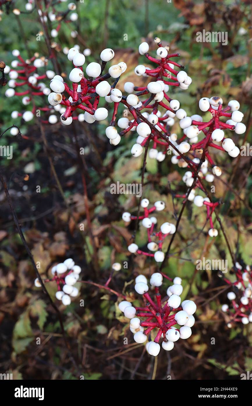 Actaea pachypoda ‘Misty Blue’ white baneberry Misty Blue – upright racemes of white berries on bright red stalks, light green yellow leaves,  October, Stock Photo