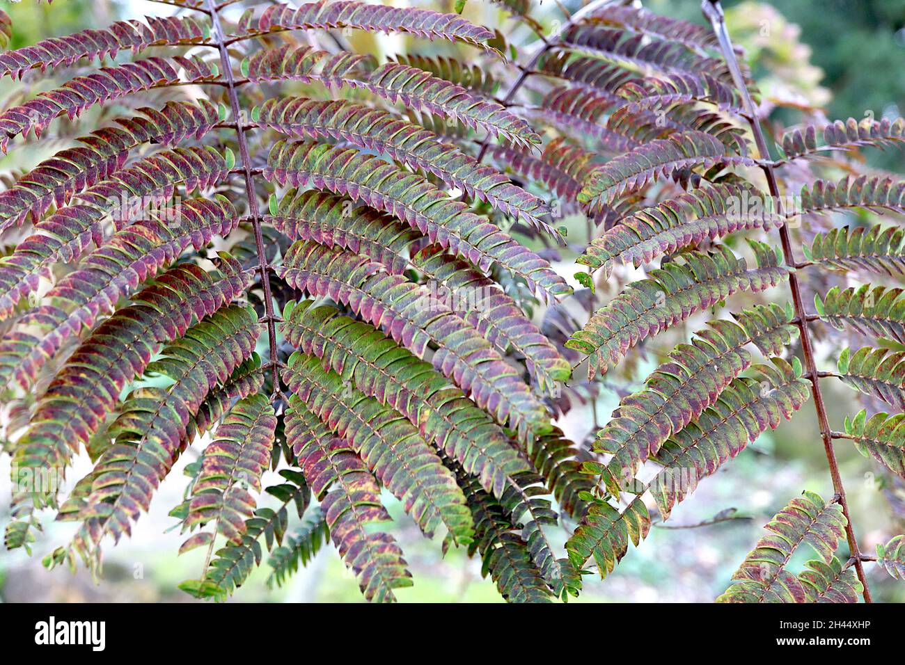 Albizia julibrissin ‘Summer Chocolate’ Persian silk tree Summer Chocolate – dark green and red fern-like leaves,  October, England, UK Stock Photo