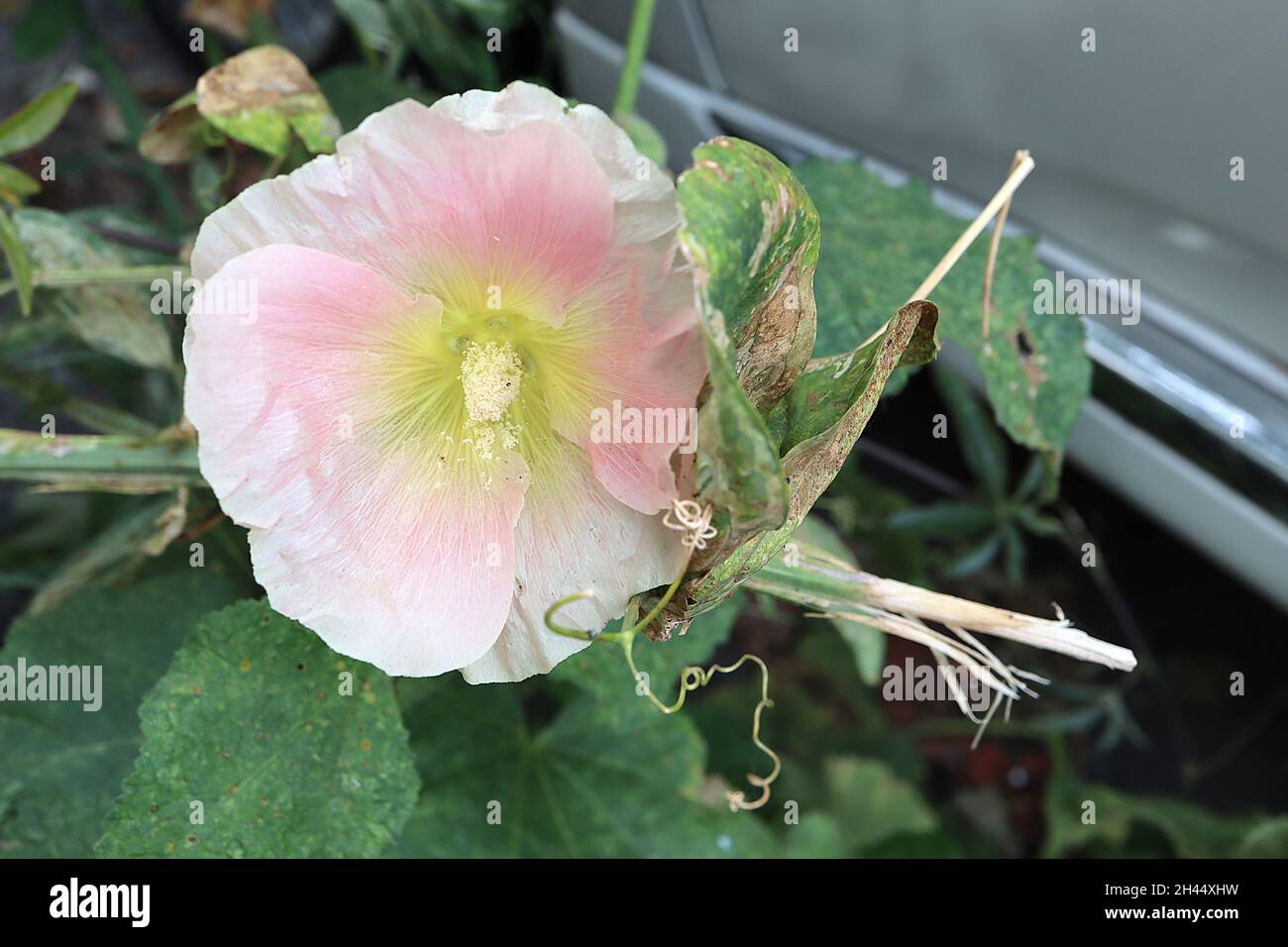 Alcea rosea ‘Perfect Pink’ hollyhock Perfect Pink - single funnel-shaped white flowers with pale pink halo and pale green centre, Stock Photo