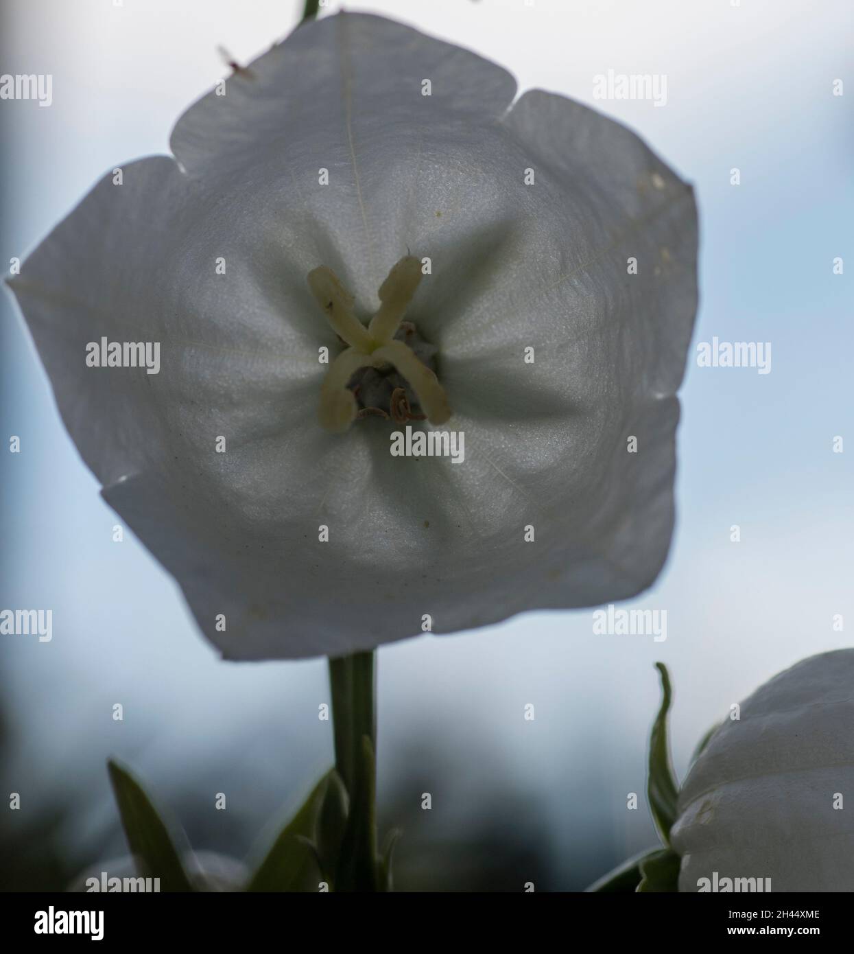 Hollyhock (Alcea rosea) flower Stock Photo
