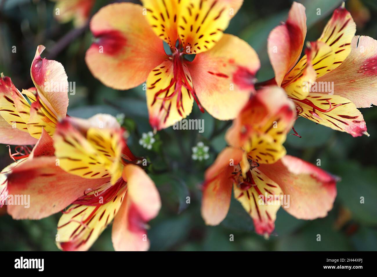 Alstroemeria ‘Indian Summer’ Peruvian lily Indian Summer – orange funnel-shaped flowers with yellow wash, deep pink stripes and brown flecks,  October Stock Photo
