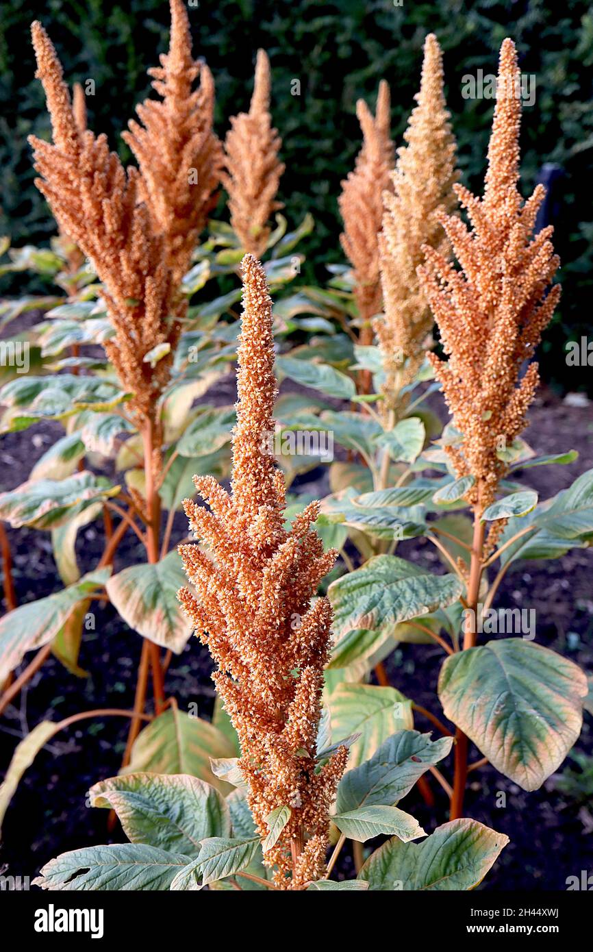 Amaranthus cruentus ‘Hot Biscuits’ blood amaranth Hot Biscuits – dense ...