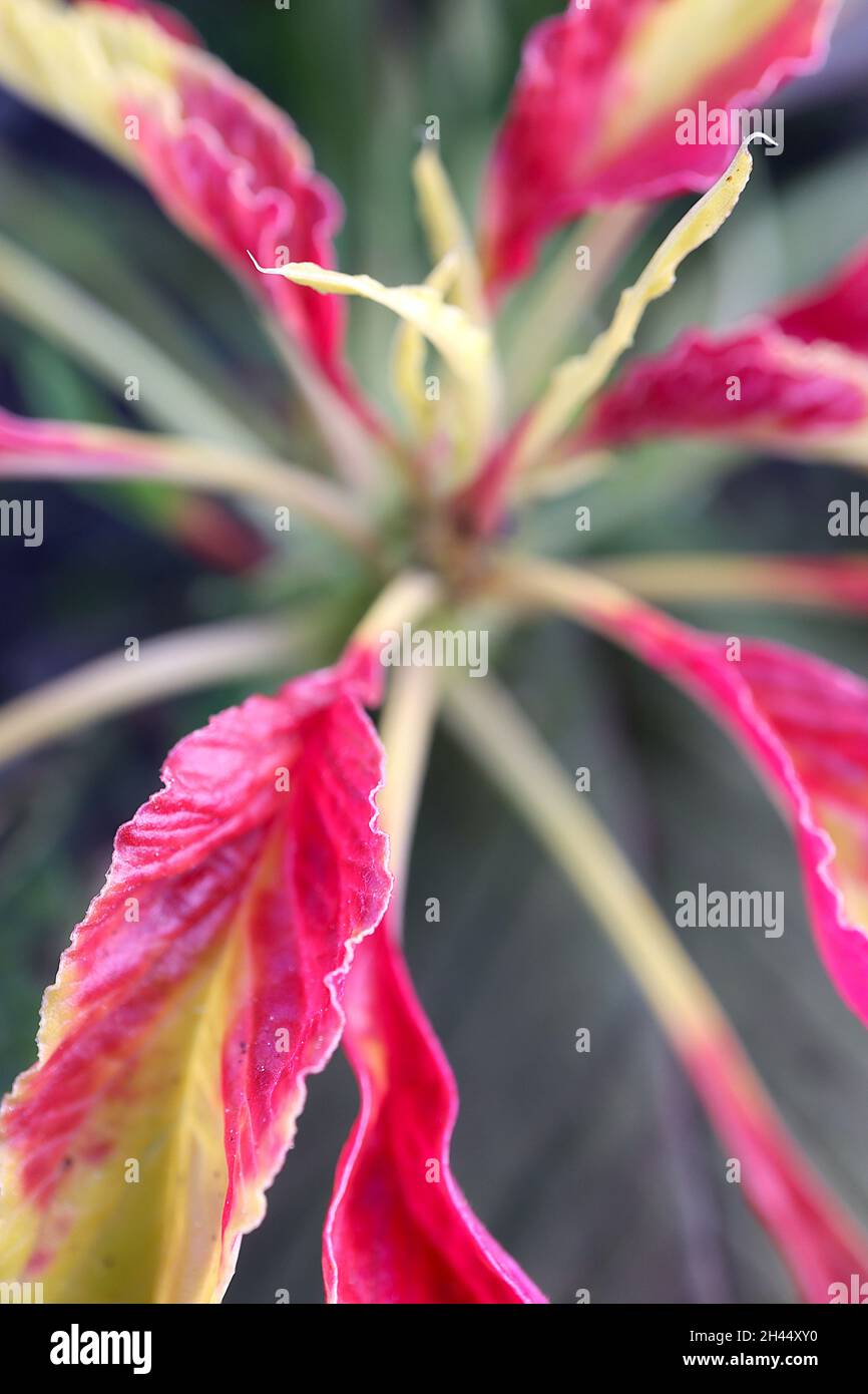Amaranthus tricolor ‘Josephs Coat’ amaranth Josephs Coat – sprawling plant with dark green leaves, dark purple blotch, bright red and yellow margins, Stock Photo