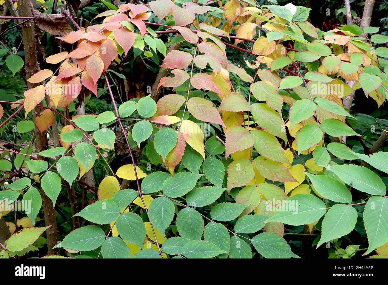 Aralia elata angelica tree – large bipinnate leaves with yellow and mid green foliage,  October, England, UK Stock Photo