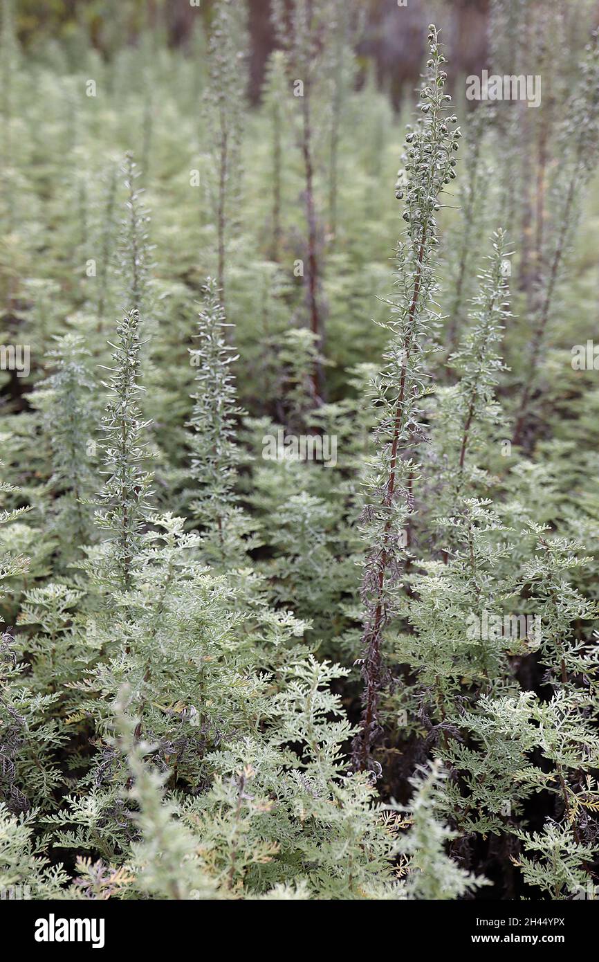 Artemisia pontica Roman wormwood - light grey green leaves on upright stems,  October, England, UK Stock Photo