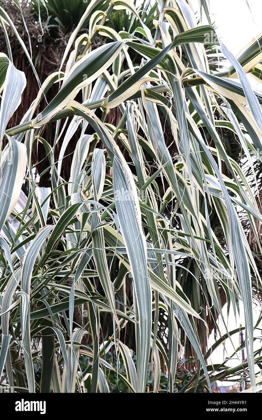 Arundo donax ‘Variegata’ variegated giant reed – very tall stems of sword-shaped cream leaves with green stripes,  October, England, UK Stock Photo