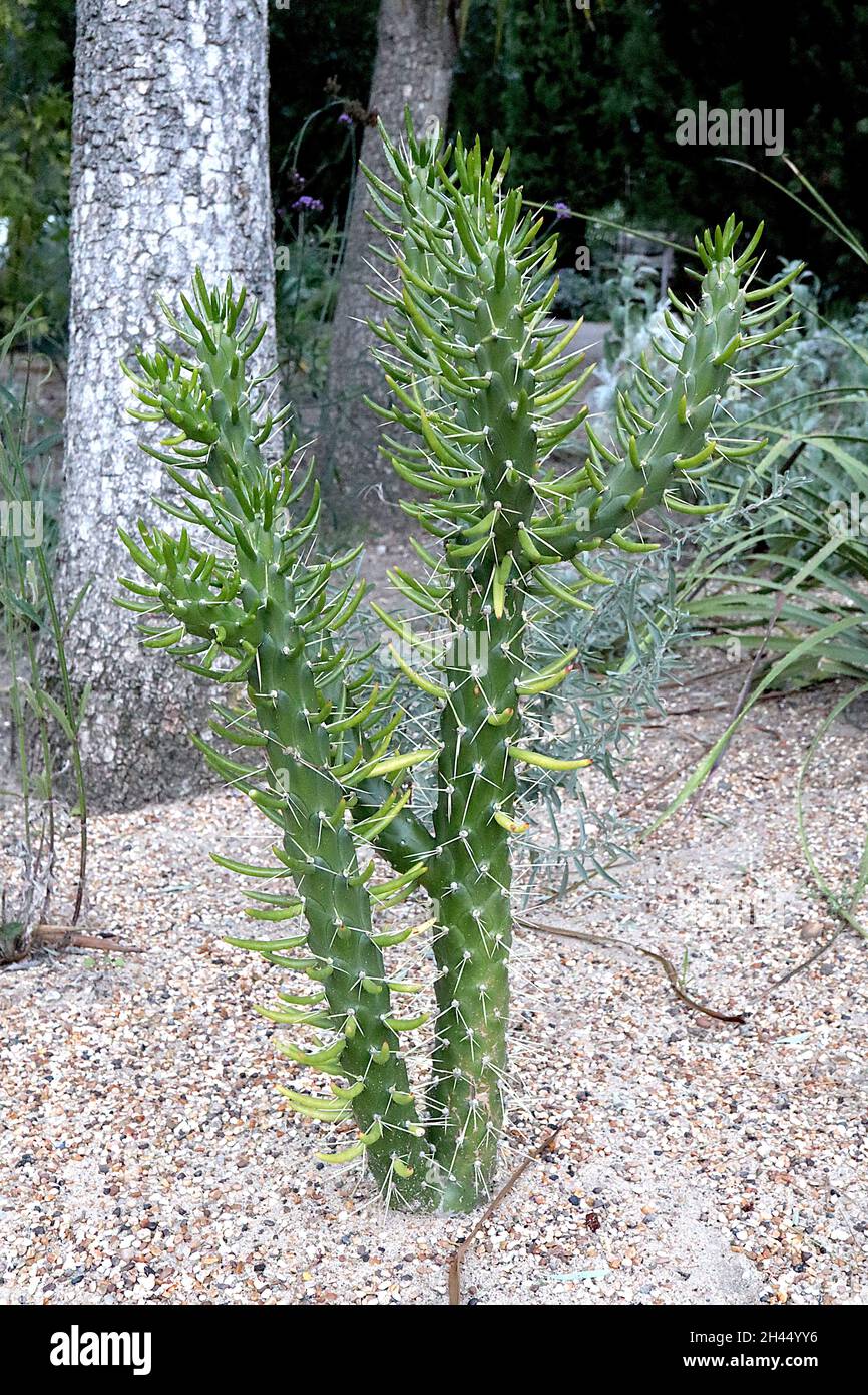 Austrocylindropuntia subulata Eve’s needle cactus – glaucous green awl-like leaves and cream spikes,  October, England, UK Stock Photo