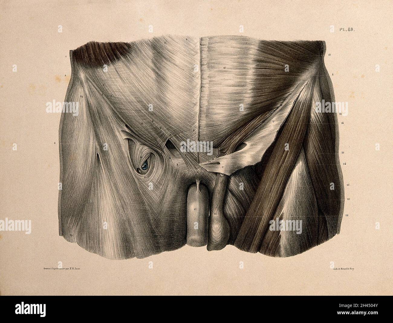 Muscles of the abdomen and thigh. Coloured lithograph by N.H Jacob, 1831/1854. Stock Photo