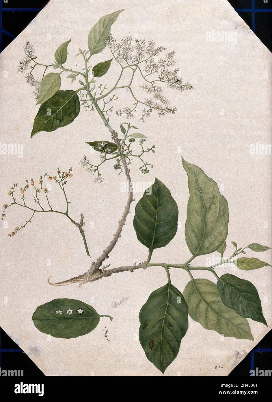 A species of Ehretia: large flowering stem with separate leaf, fruit and flowers. Watercolour, 17--. Stock Photo