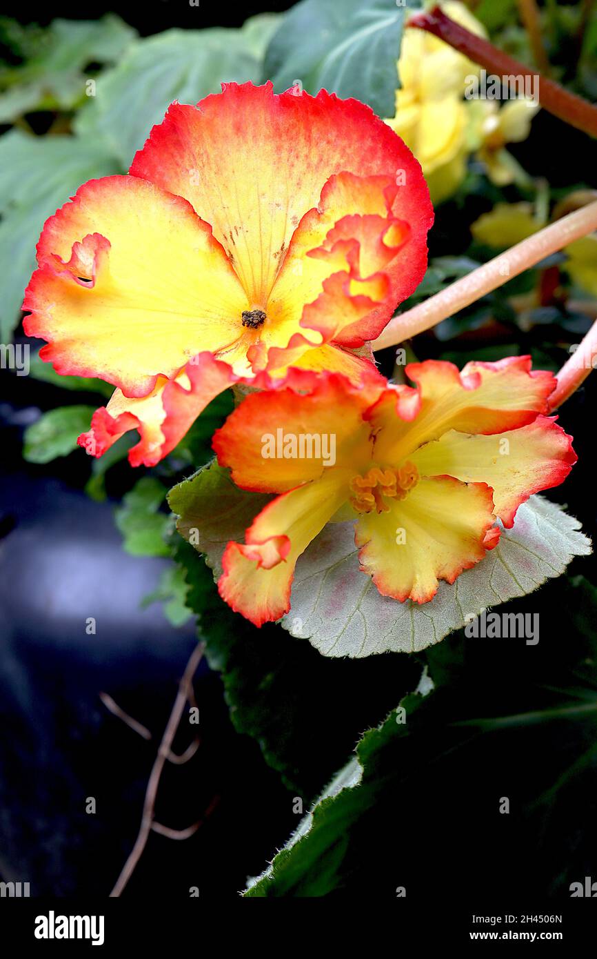 Begonia ‘Crispa Marginata Yellow’ Begonia ‘Flamenco Yellow’ Yellow flowers with frilly margins and ruffled petals, glossy dark green lobed ovate leave Stock Photo