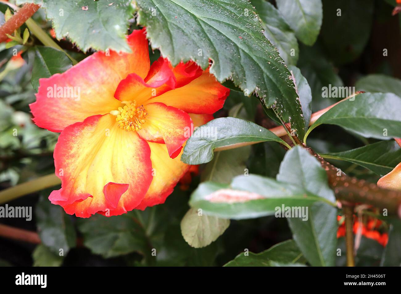 Begonia 'Crispa Marginata Yellow' Begonia 'Flamenco Yellow' Yellow flowers  with frilly margins and ruffled petals, glossy dark green lobed ovate leave  Stock Photo - Alamy