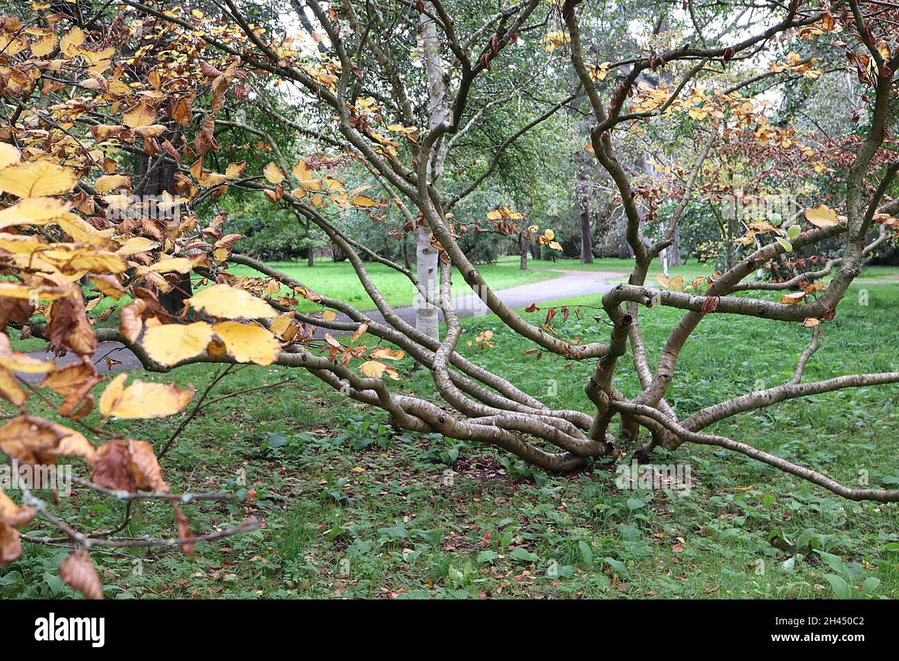 Betula medwediewii transcaucasian birch – yellow and brown leaves on wavy splayed branches with lenticels,  October, England, UK Stock Photo