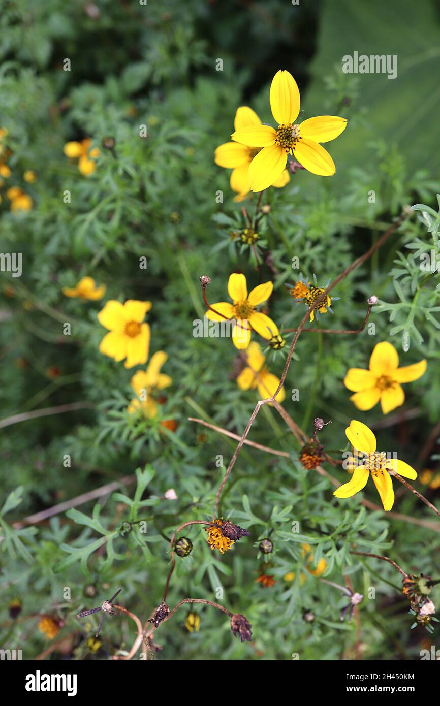 Bidens ferulifolia fern-leaved beggartick – yellow star-shaped flowers with finely divided leaves,  October, England, UK Stock Photo