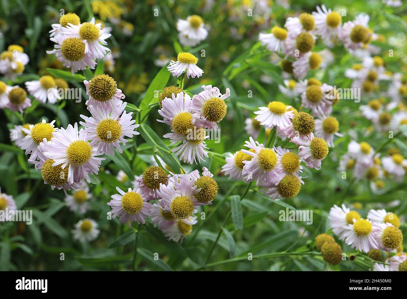 Boltonia asteroides var latisquama ‘Pink Beauty’ false aster Pink Beauty – very pale pink flowers with slender petals and domed centre, small leaves, Stock Photo