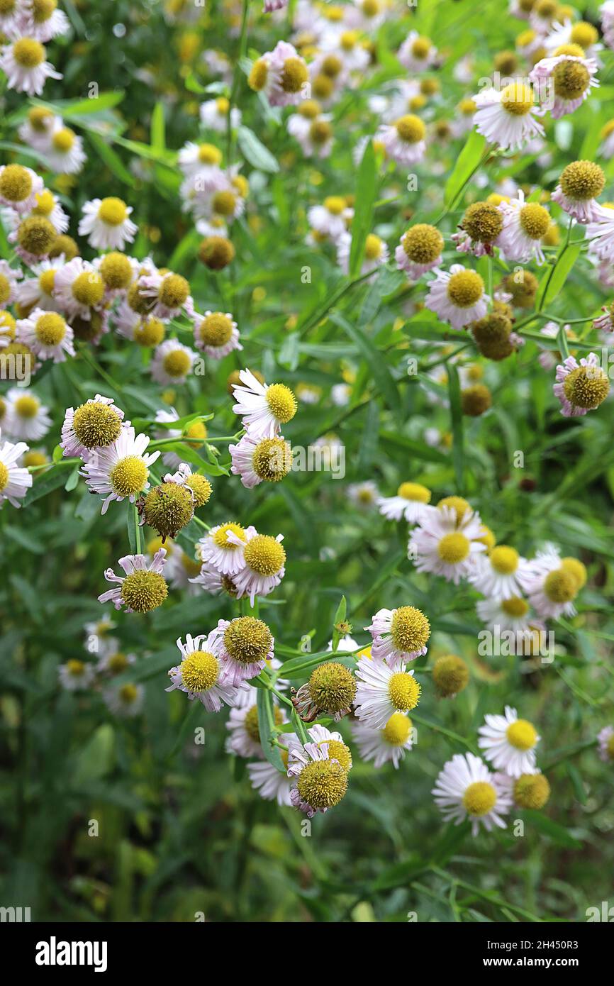 Boltonia asteroides var latisquama ‘Pink Beauty’ false aster Pink Beauty – very pale pink flowers with slender petals and domed centre, small leaves, Stock Photo