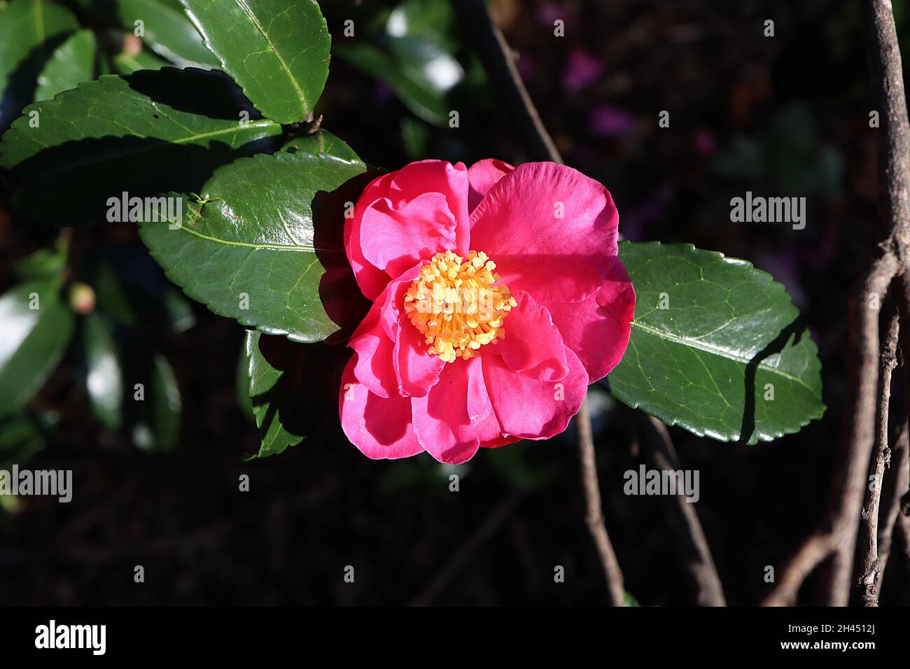 Camellia hiemlas ‘Shishigashira’ early small deep pink flowers with rounded and ruffled petals, short stamens,  October, England, UK Stock Photo