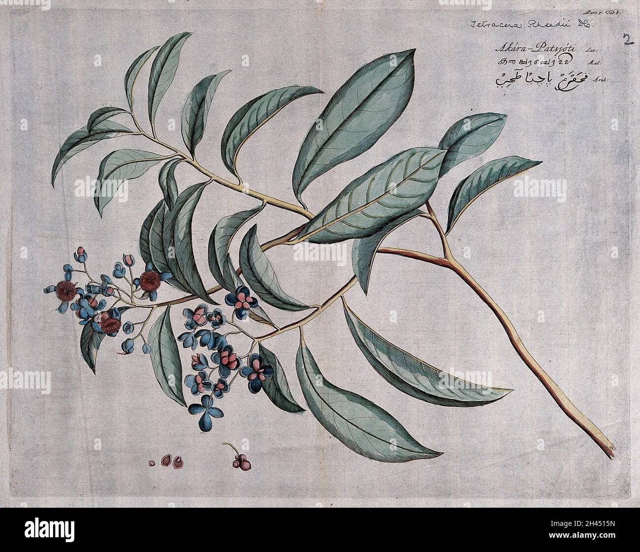 Tetracera laevis Vahl: branch with flowers and fruit, separate fruit and cross-section of fruit with seed. Coloured line engraving. Stock Photo