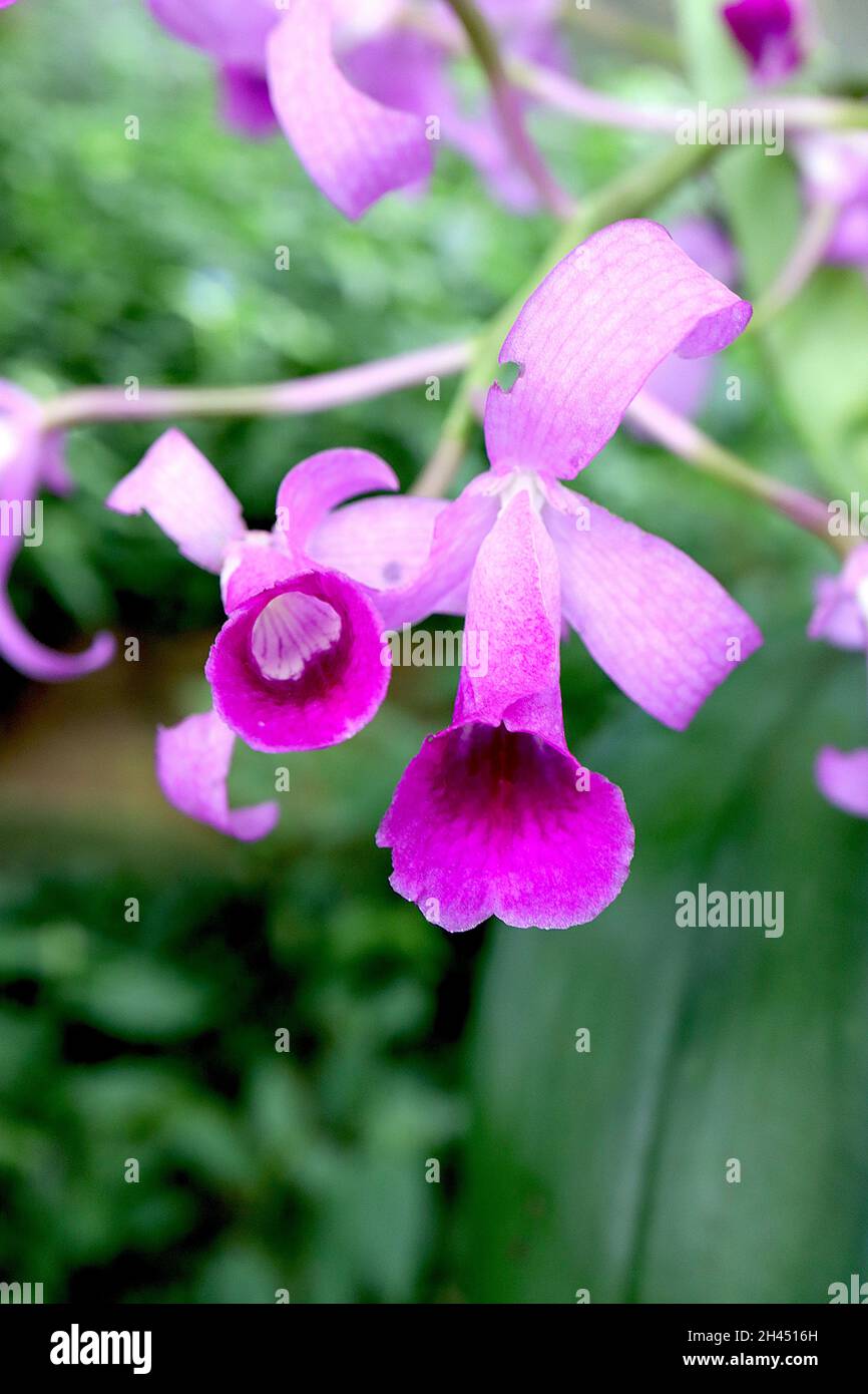 Cattleya / Guarianthe bowringiana orchid – pale violet flowers with violet corona and crimson markings, white throat,  October, England, UK Stock Photo