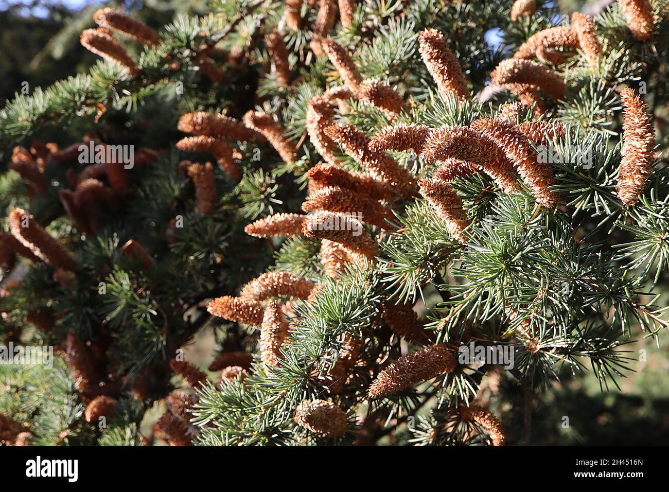 Cedrus atlantica Atlas cedar upright light brown pollen cones and
