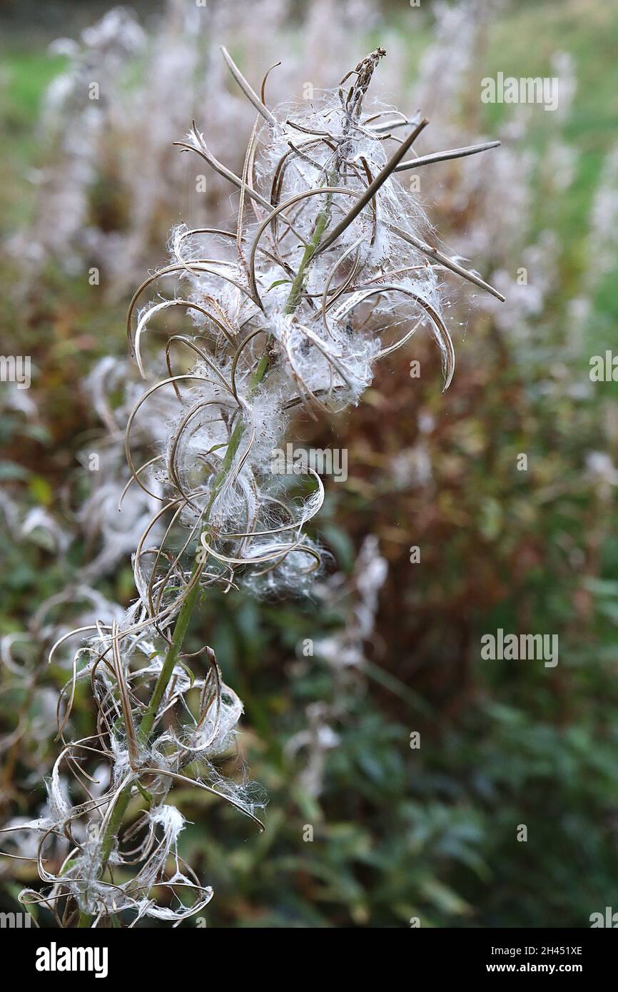 Chamaenerion angustifolium rosebay willowherb / fireweed – fluffy silky seeds and curls on tall stems,   October, England, UK Stock Photo