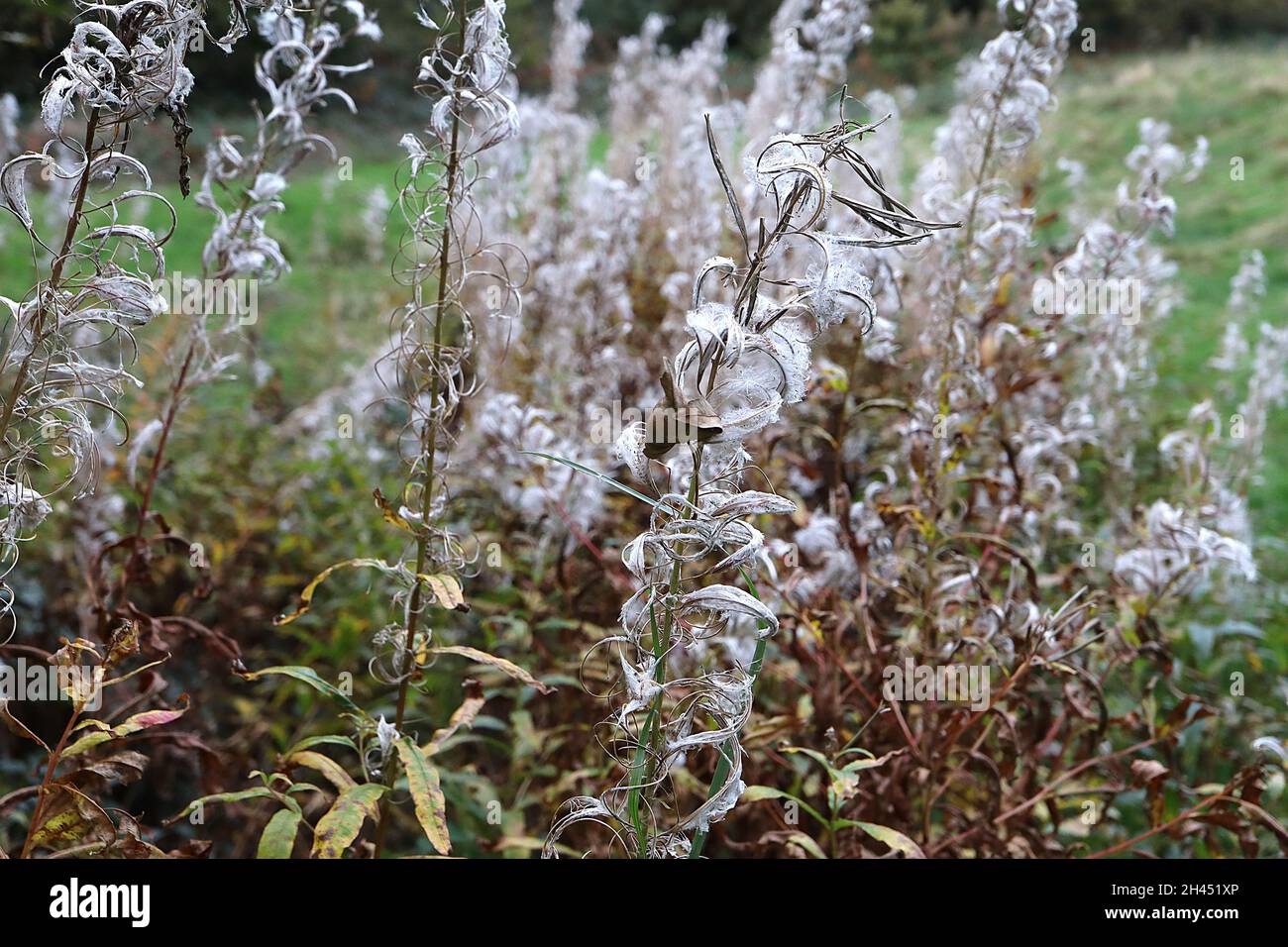 Chamaenerion angustifolium rosebay willowherb / fireweed – fluffy silky seeds and curls on tall stems,   October, England, UK Stock Photo