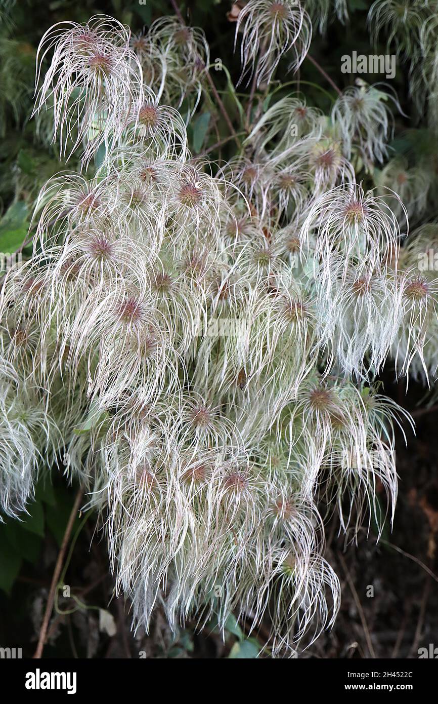 Clematis vitalba Old man’s beard – wispy, feathery seed clusters, October, England, UK Stock Photo