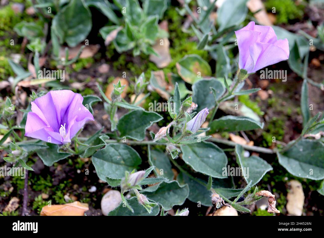 Convolvulus sabatius blue rock bindweed – violet blue funnel-shaped flowers and dark grey green ovate leaves on trailing stems,  October, England, UK Stock Photo