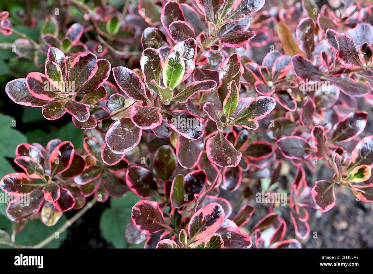 Coprosma repens ‘Firebird’ Looking-glass plant Firebird – small shiny dark green leaves with medium pink margins,  October, England, UK Stock Photo