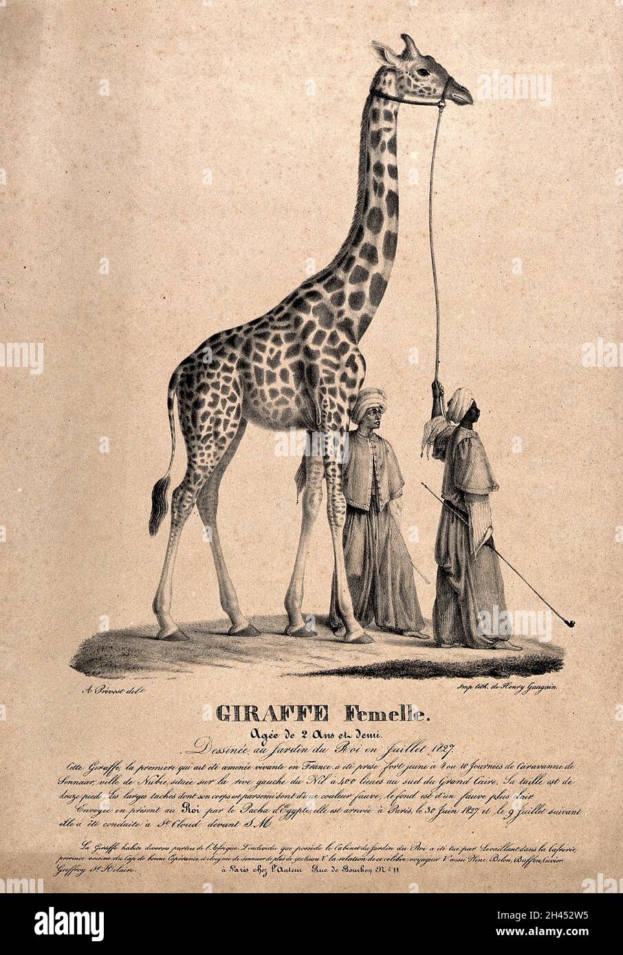Lithograph giraffe hi-res stock photography and images - Alamy