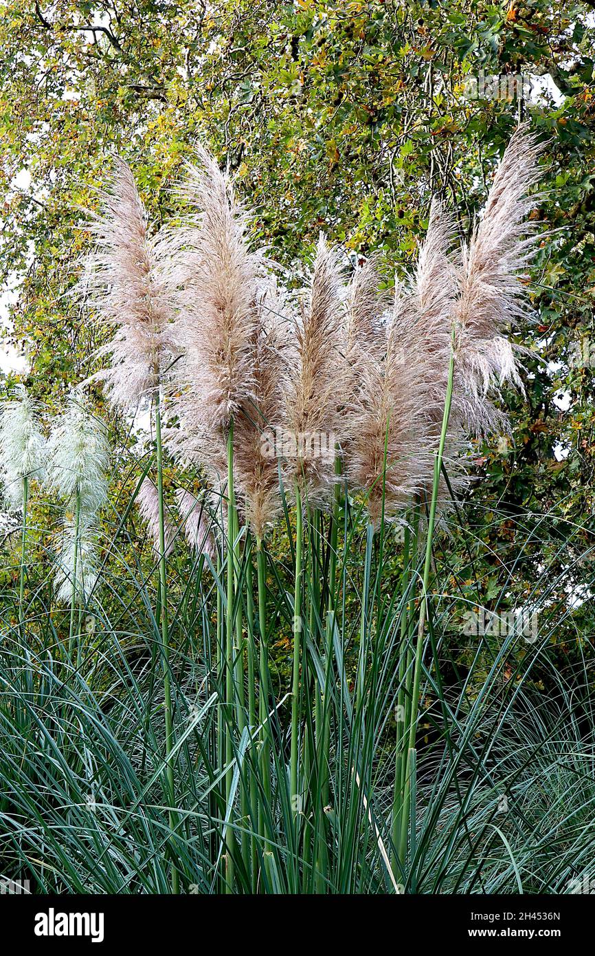 Cortaderia selloana pampas grass – large pyramidal buff feathery plumes atop very tall stems, arching leaves,  October, England, UK Stock Photo