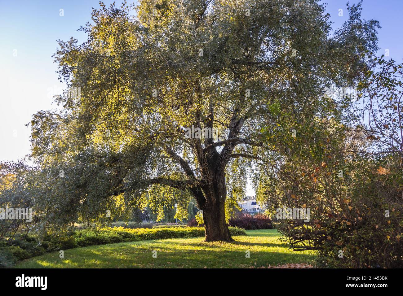 Nature monument Populus alba - silver poplar in Zaslaw Malicki Park located in the center of the Rakowiec estate in Warsaw, capital of Poland Stock Photo