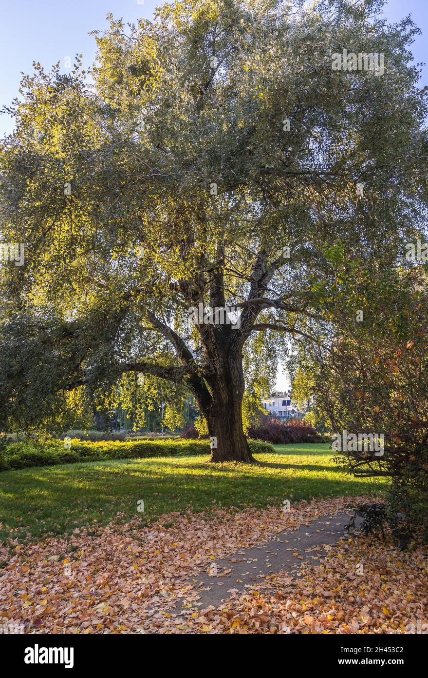 Nature monument Populus alba - silver poplar in Zaslaw Malicki Park located in the center of the Rakowiec estate in Warsaw, capital of Poland Stock Photo