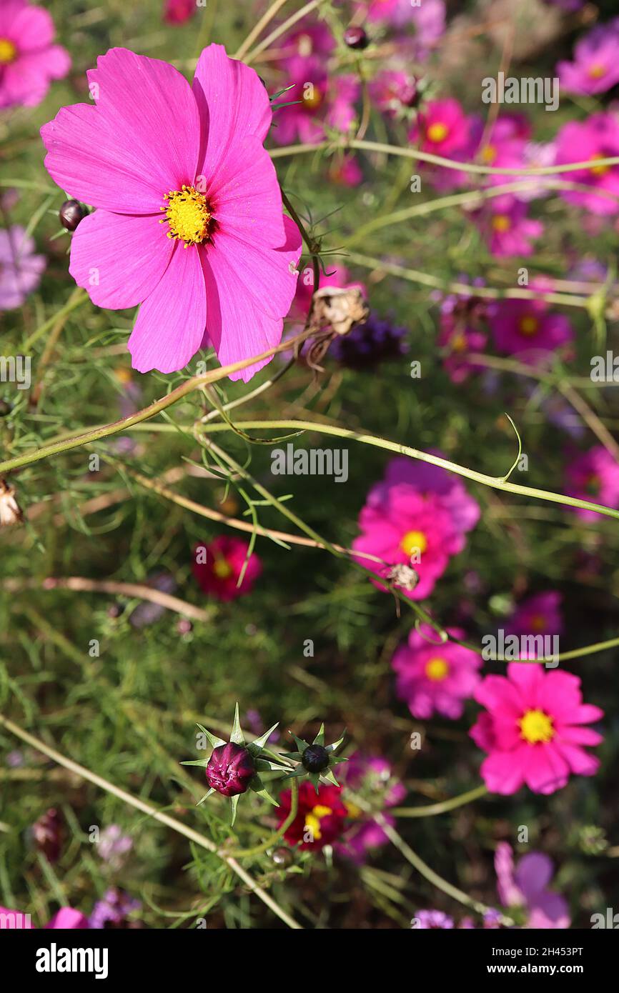 Cosmos bipinnatus ‘Sensation Radiance’ single deep pink flowers with notched petals,  October, England, UK Stock Photo