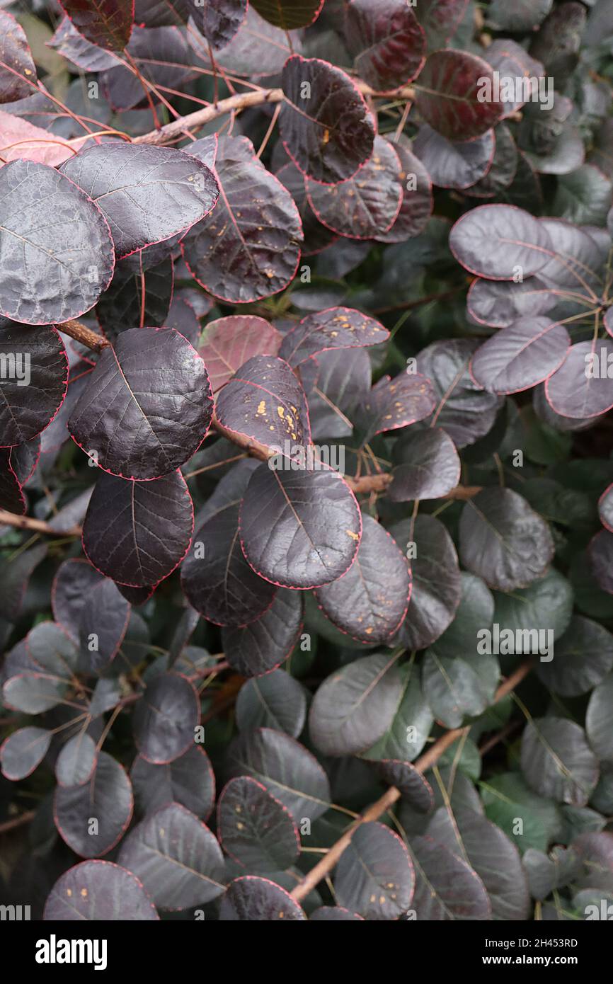 Cotinus coggygria ‘Royal Purple’ smoke tree Royal Purple – dark purple obovate leaves with red margins, October, England, UK Stock Photo