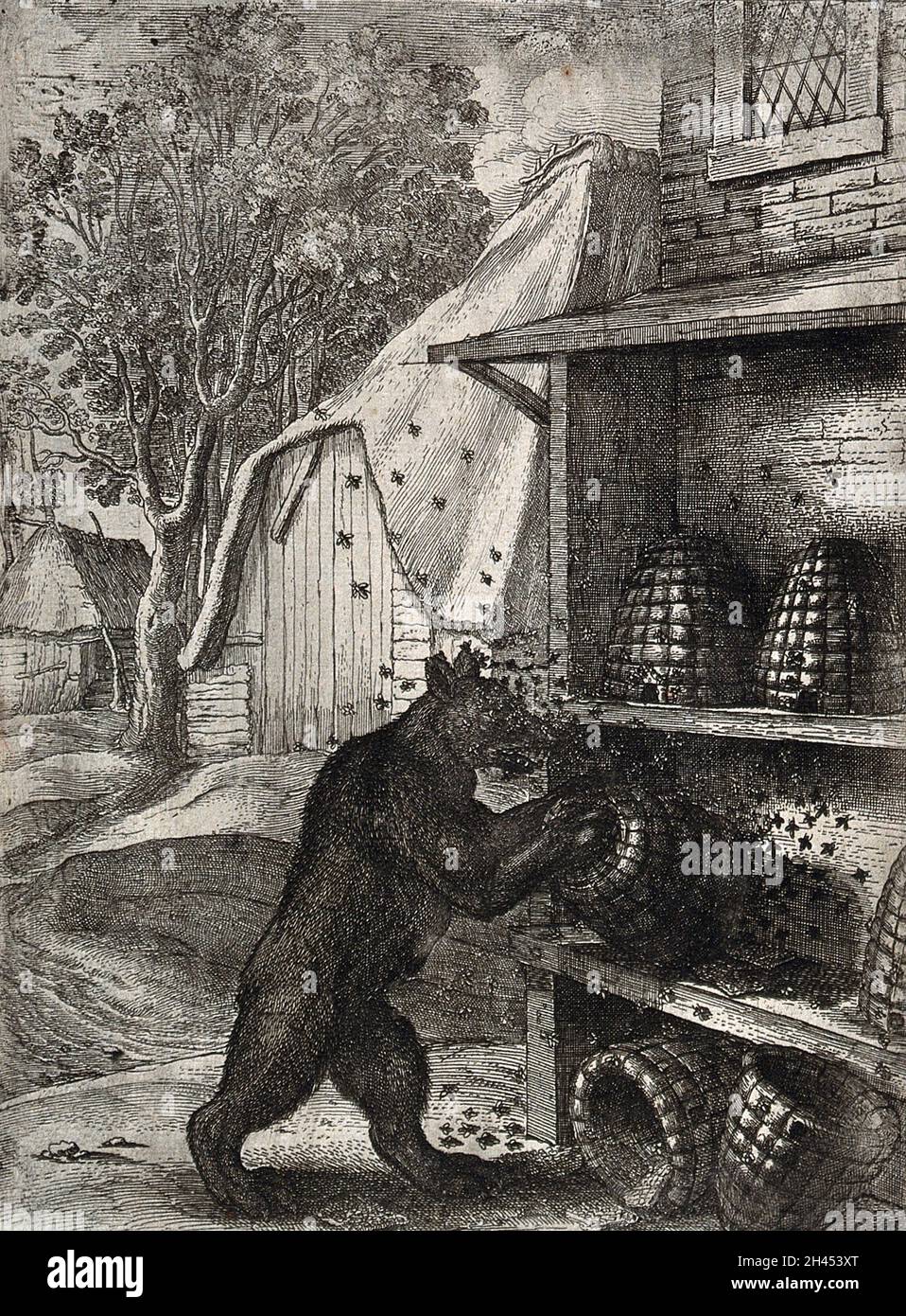 A bear has overturned two hives and is trying to prize out honey from a third while being attacked by bees; illustration of a fable by Aesop. Etching. Stock Photo