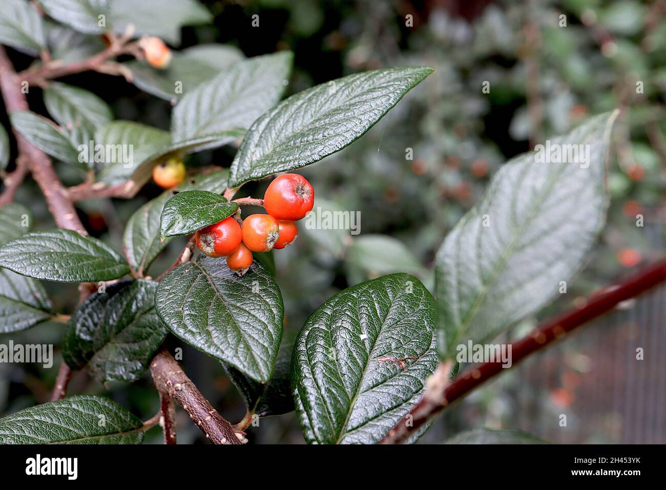 Cotoneaster franchetii Franchet’s cotoneaster – round orange red berries and dark green veined glossy leaves,  October, England, UK Stock Photo