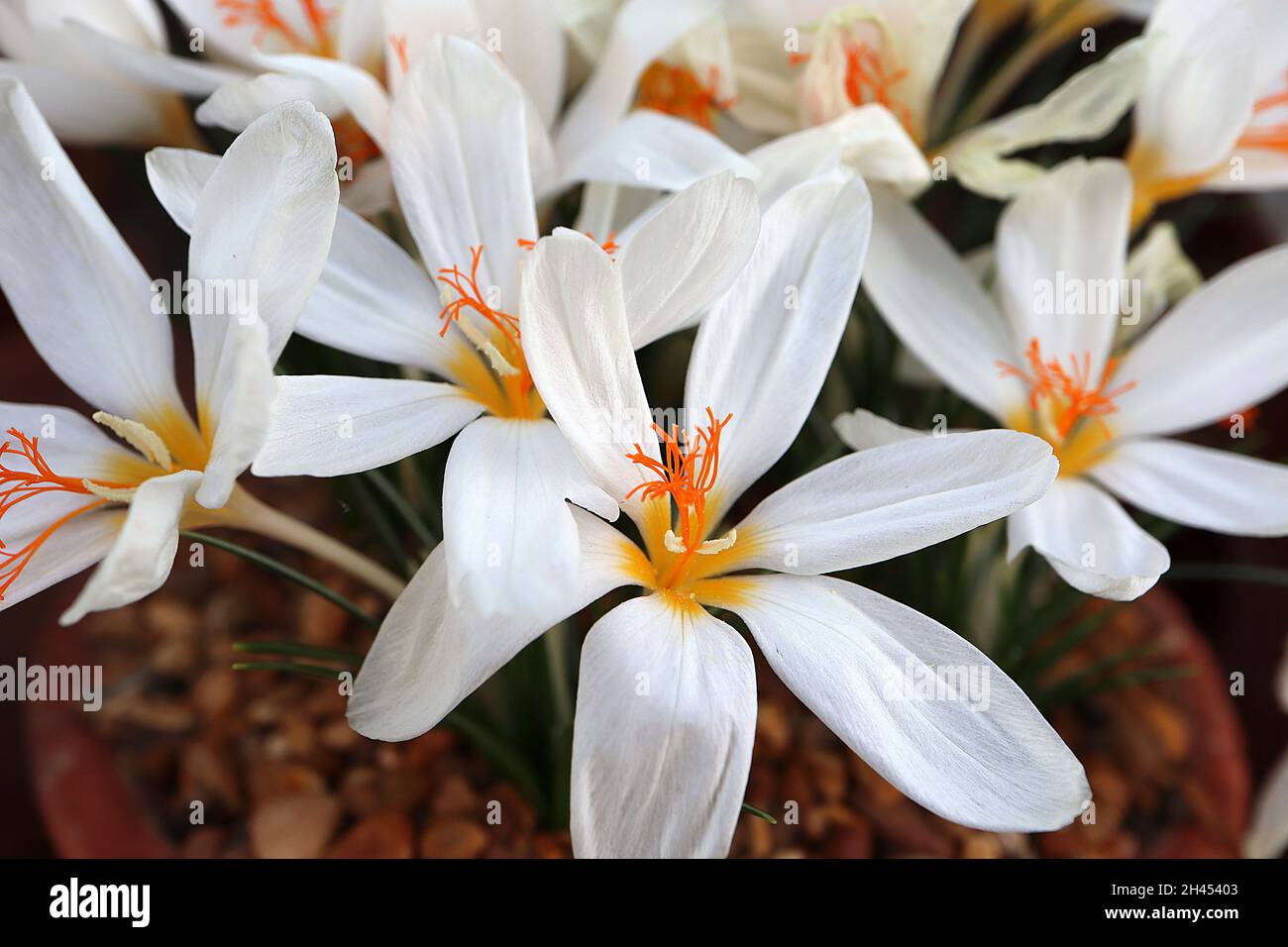 Crocus boryi Bory crocus – white goblet-shaped flowers with orange styles, dark green leaves with silver midbar, very short stems,  October, England, Stock Photo