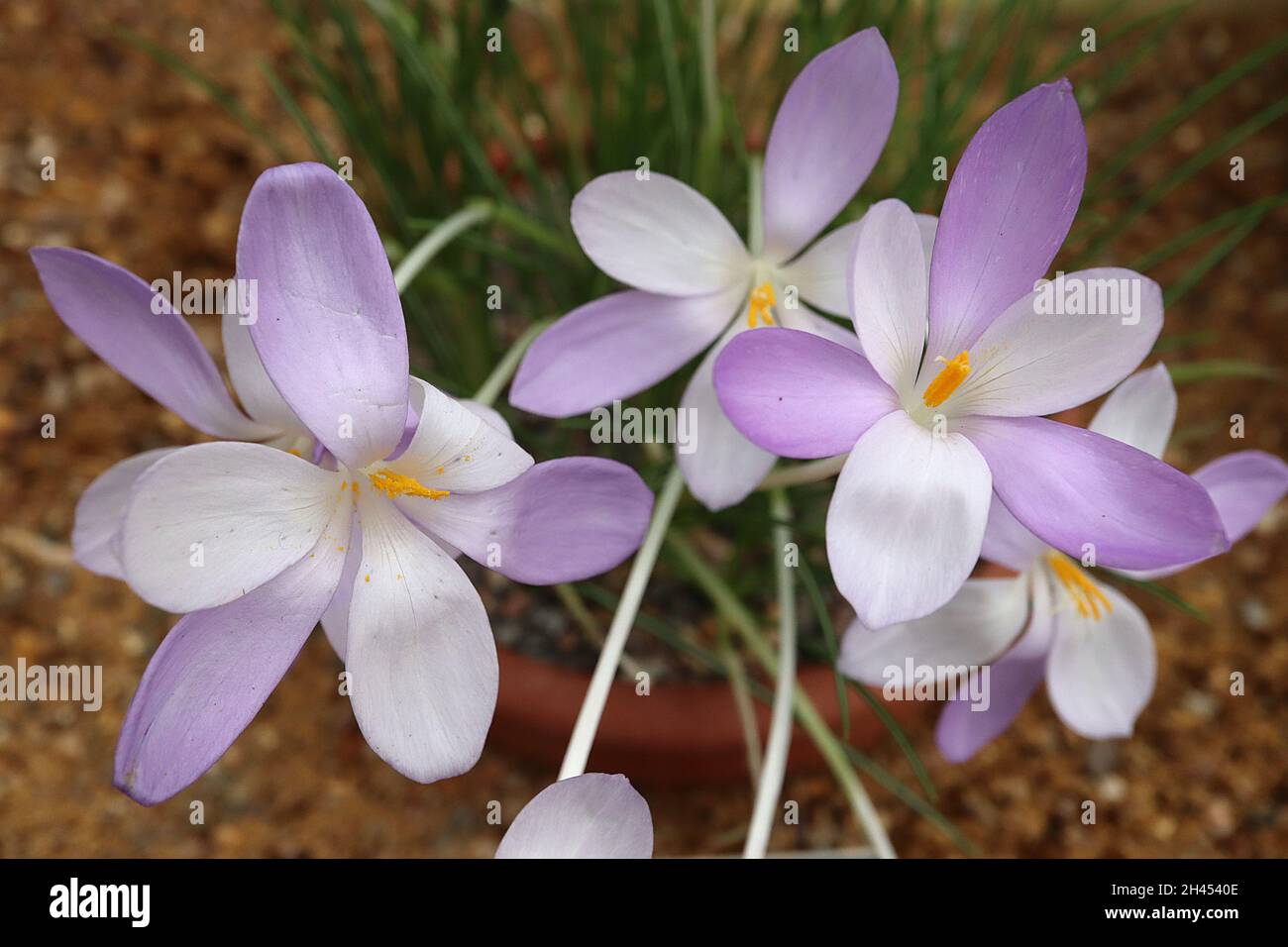 Crocus goulimyi fall crocus – alternate violet and white flared funnel-shaped flowers on white stems,  October, England, UK Stock Photo